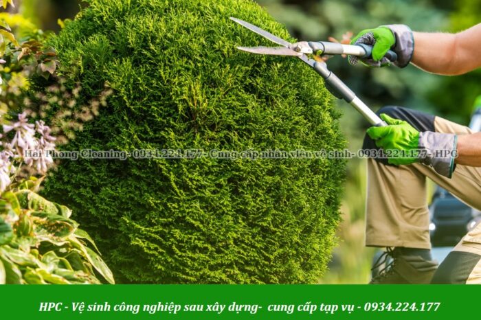 Cắt tỉa thường xuyên giúp giảm thiểu khả năng sâu bệnh