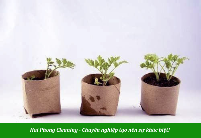 Lõi giấy vệ sinh ươm cây rất tốt