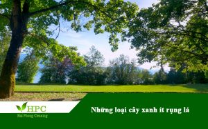 Những loại cây xanh ít rụng lá giúp doanh nghiệp tiết kiệm chi phí vệ sinh