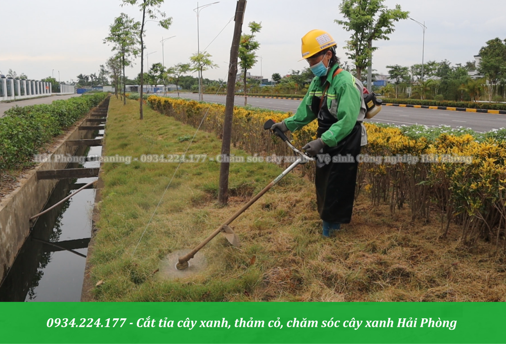 Chăm sóc, cắt tỉa cây xanh, thảm cỏ mùa hè