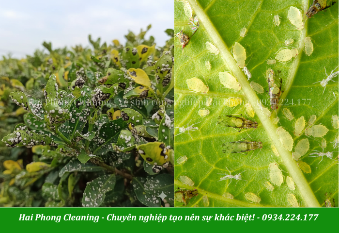 Sâu bệnh là nguyên nhân dẫn đến cây bị xấu, phá kiến trúc